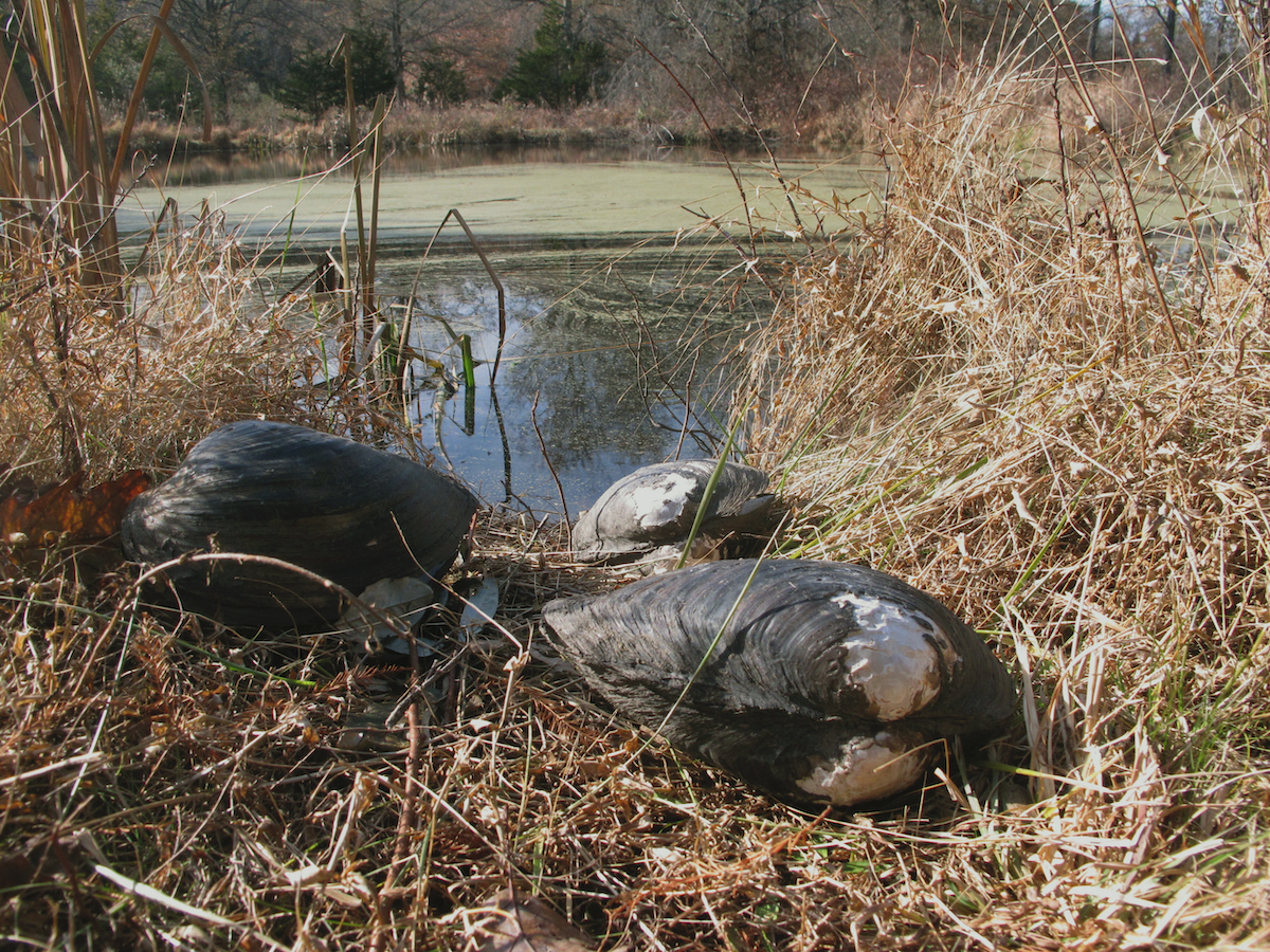 This Nov. 21, 2019 photo shows dead Chinese pond mussels that were found in a network of ponds in Franklin Township, N.J. Federal wildlife officials and a New Jersey conservation group believe they have successfully wiped out the first known infestation of the Chinese mussels in North America. The mussels have taken over waterways in dozens of European and Asian countries by crowding out native species. (AP Photo/Wayne Parry)