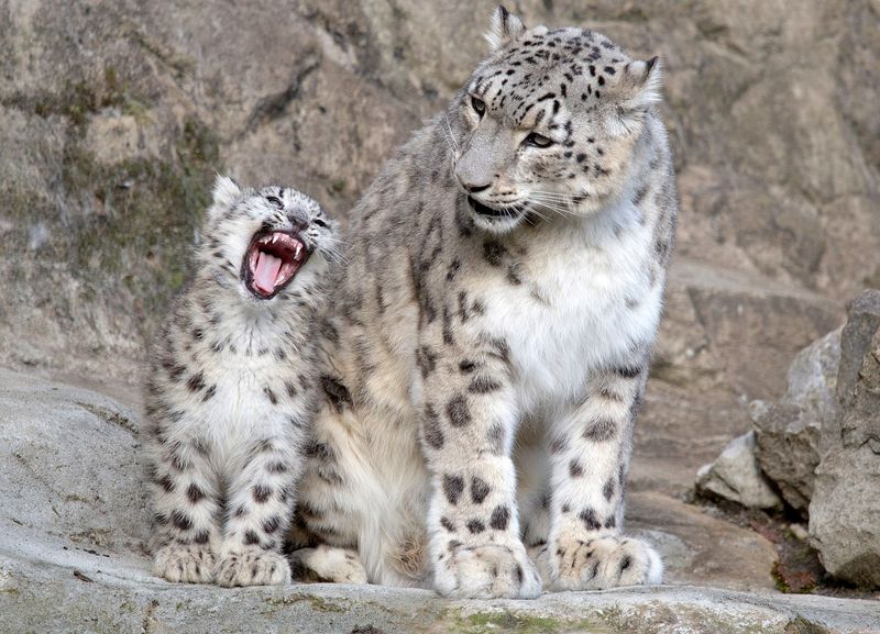 Adorable-Snow-Leopard-Cubs-Thriving-at-Zoo-Z-rich-in-Switzerland-468537-2