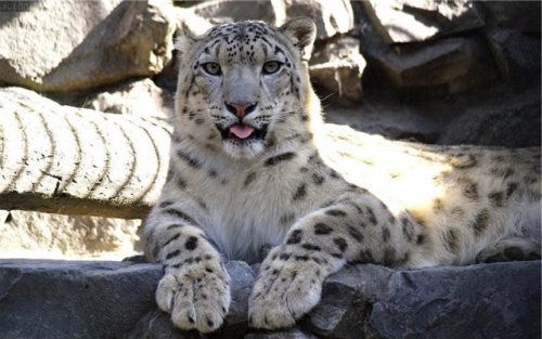 Cute-snow-leopard