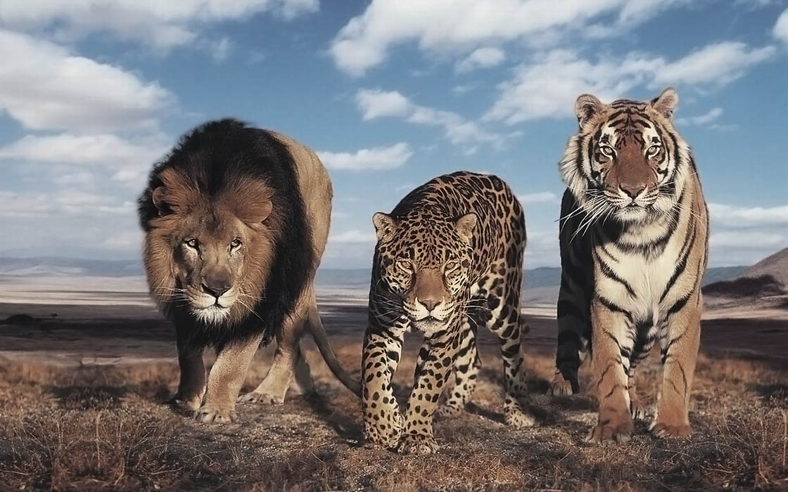 The largest wild cats