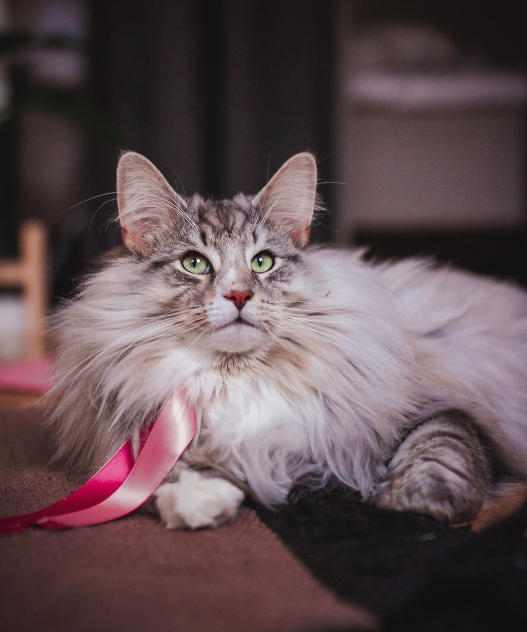aslantheforestcat_70756518_1665292046939575_6249226650548975123_n
