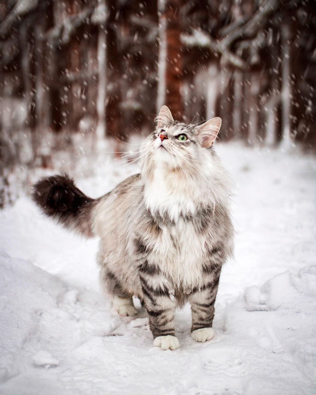 aslantheforestcat_72220601_2460218860880433_5394796354834281142_n