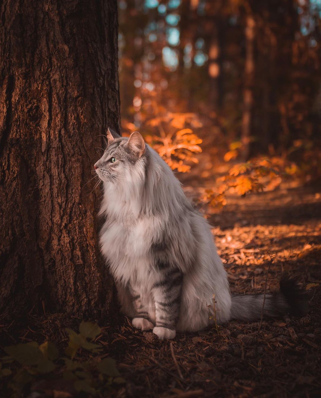 aslantheforestcat_72487884_555871888481687_4405008583454320308_n
