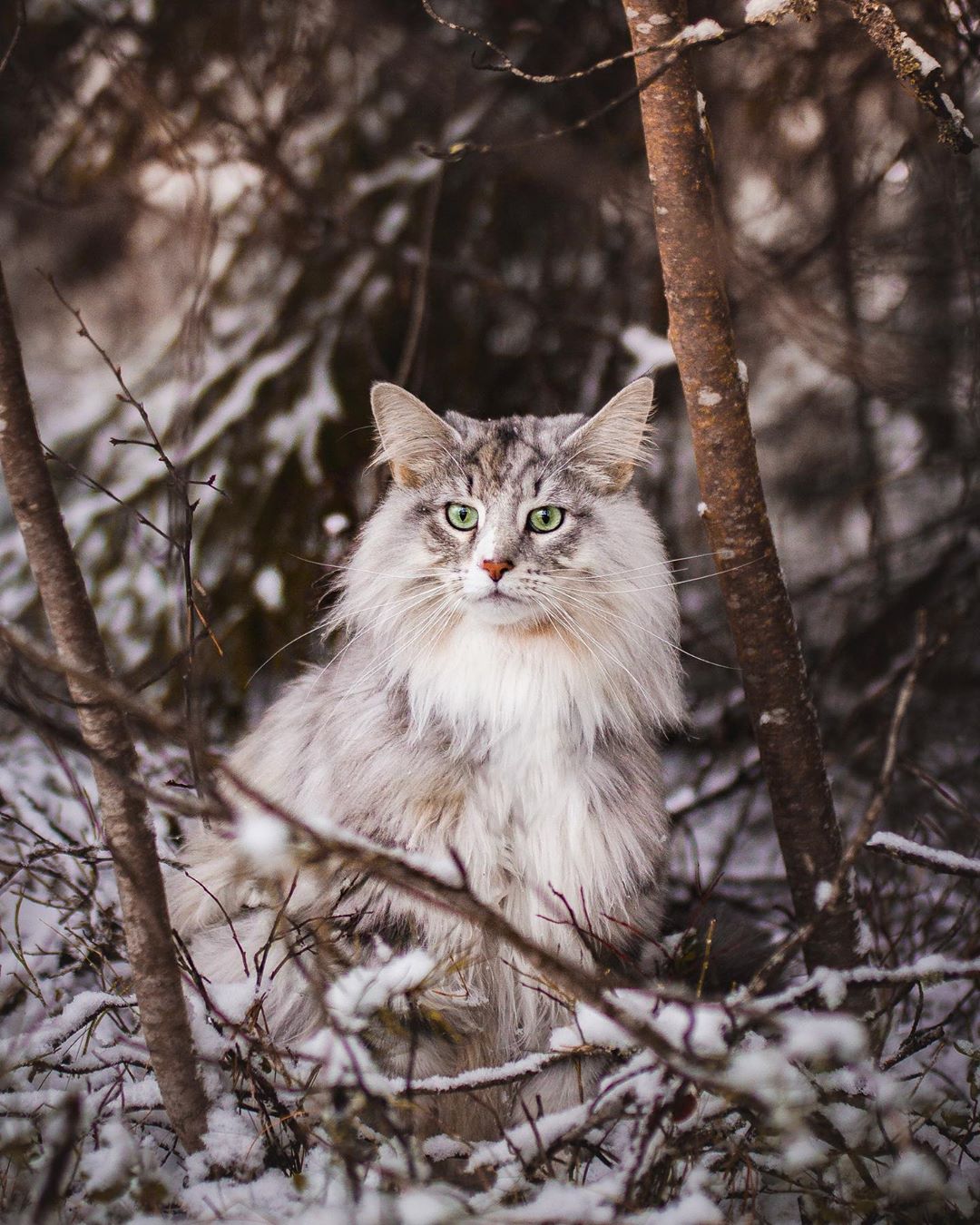 aslantheforestcat_73537458_3383110095062416_4886394051611750958_n