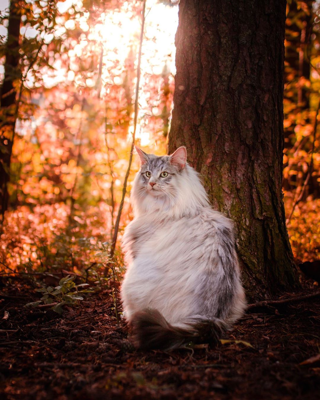aslantheforestcat_74599496_417662335835185_1573673239197646774_n