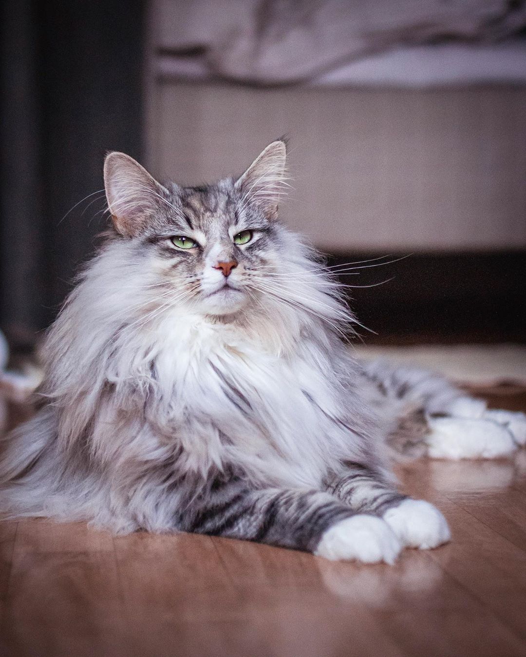 aslantheforestcat_75225396_2618028058428590_8245553552988073740_n