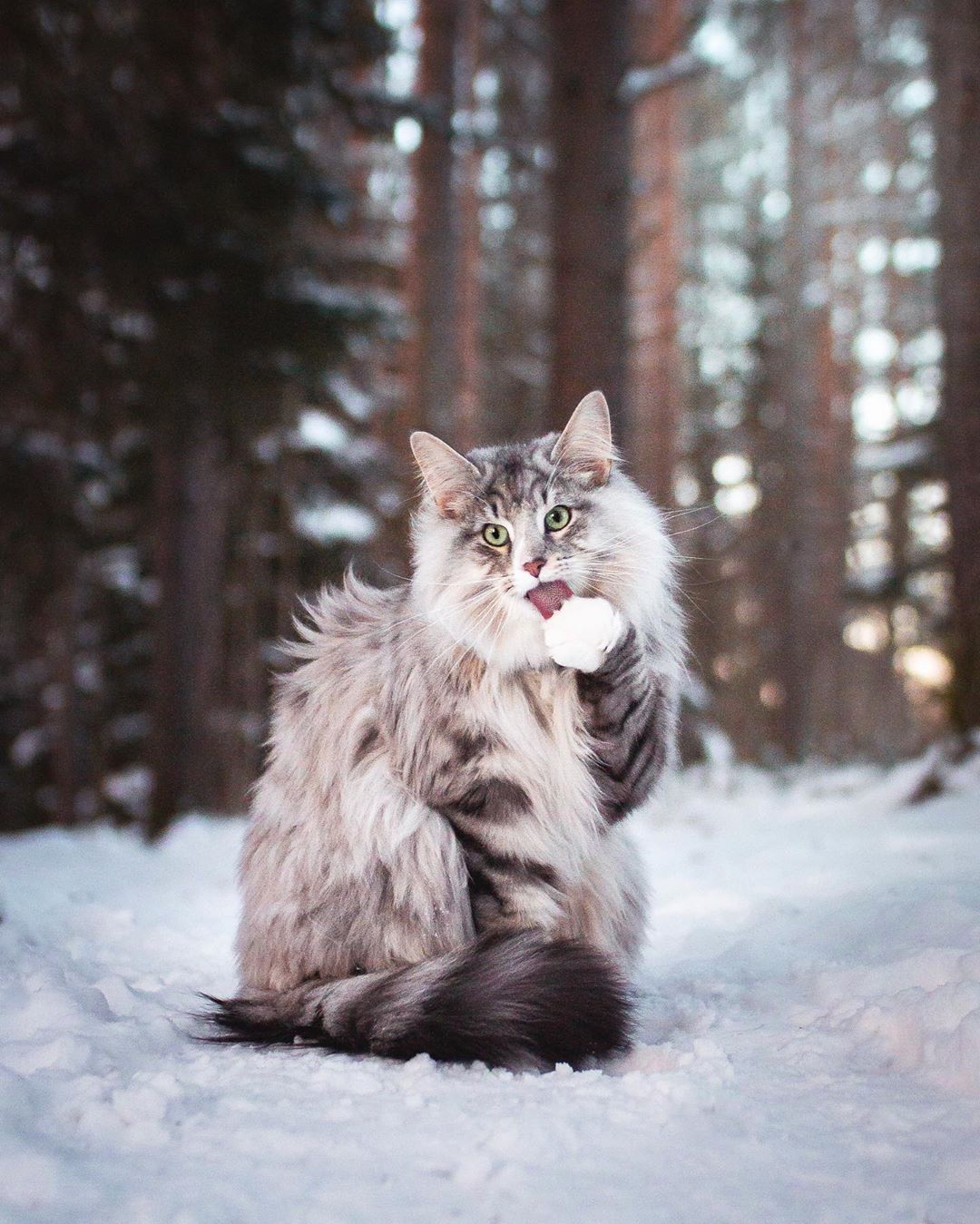 aslantheforestcat_75483267_474401279869166_8829724435815830956_n