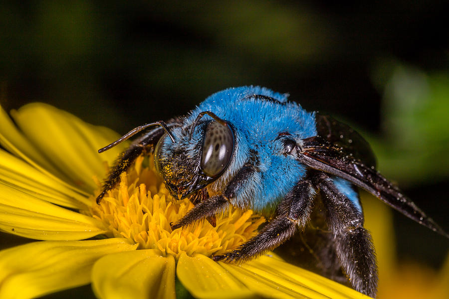 blue-carpenter-bee-sitting-on-a-yellow-wildflower-ron-bennett