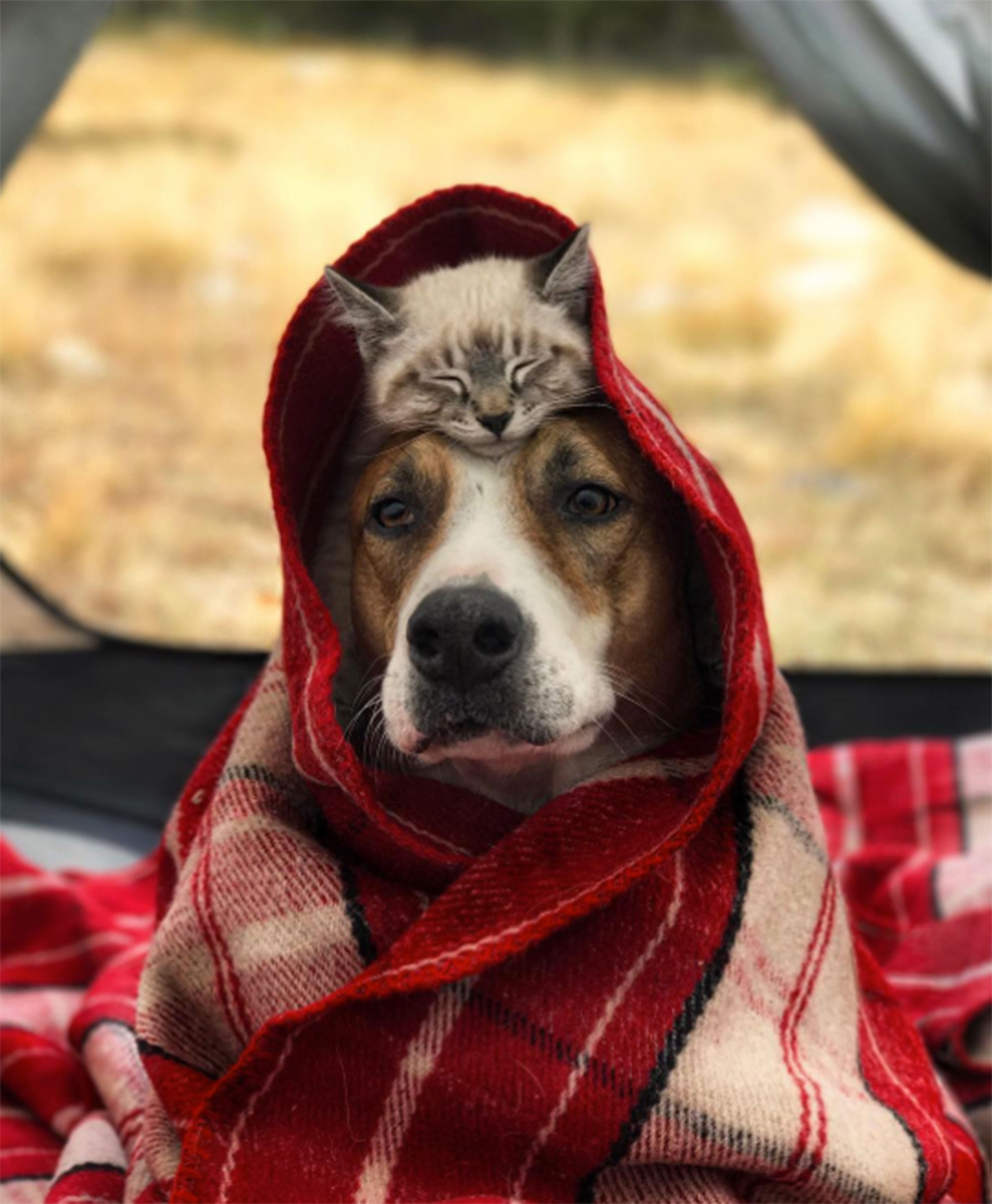 dog and cat BFFs https://www.instagram.com/henrythecoloradodog/ Credit: Henry The Colorado Dog/Instagram