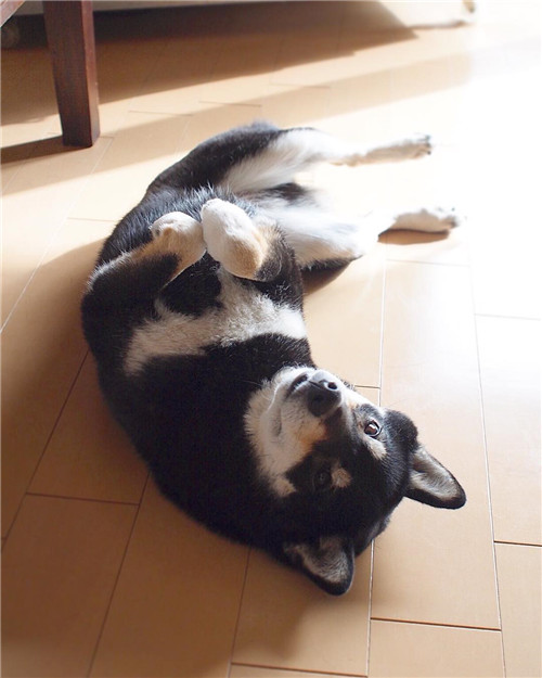 nerishiro_47690340_916410965219409_2690700061121781071_n