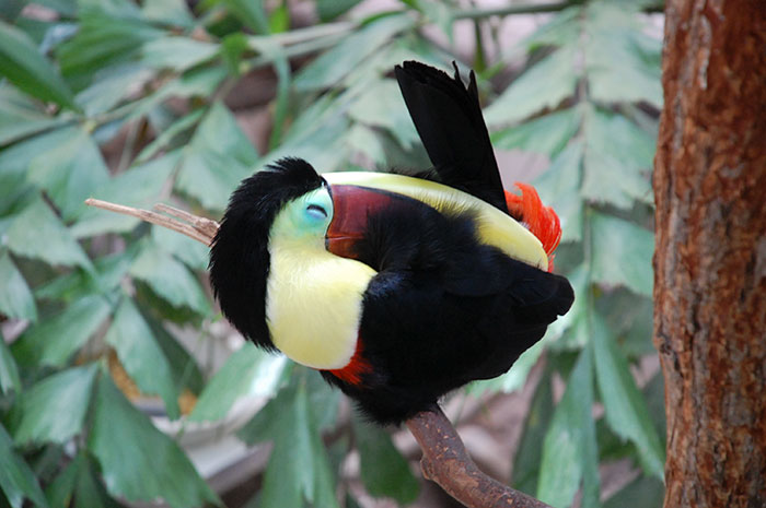 people-share-weird-awesome-toucan-facts-11-5df34d06c3191__700