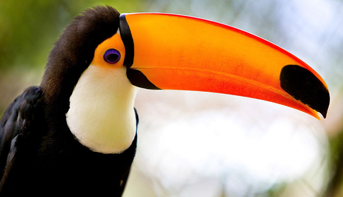 people-share-weird-awesome-toucan-facts-13-5df34d098aedd__700