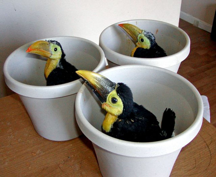 people-share-weird-awesome-toucan-facts-14-5df34d0aec497__700