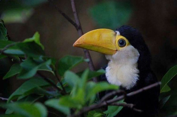 people-share-weird-awesome-toucan-facts-15-5df34d0c6b408__700