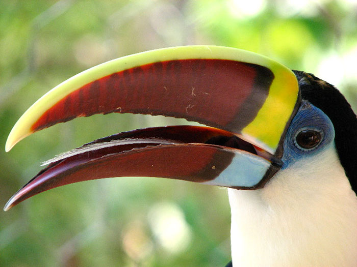people-share-weird-awesome-toucan-facts-19-5df34d12af673__700