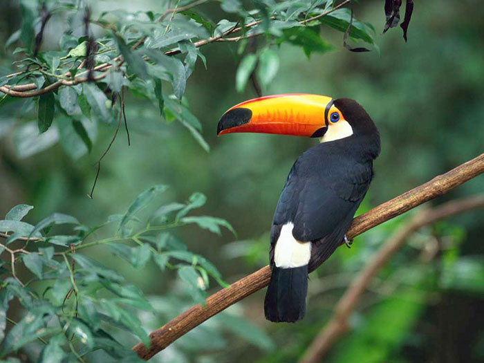 people-share-weird-awesome-toucan-facts-22-5df34d1759b9e__700