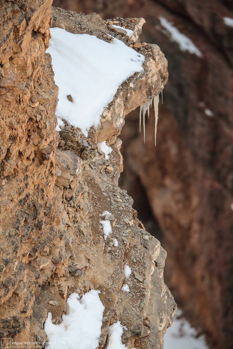 snow-leopard-in-the-wild-1