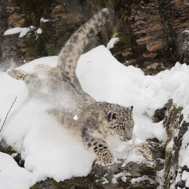 snow-leopard-jumping.jpg.653x0_q80_crop-smart