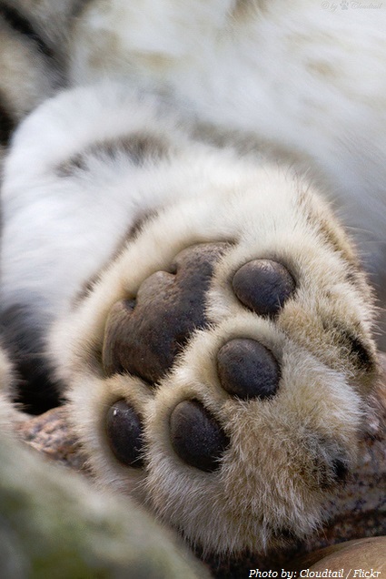 snow-leopard-paw