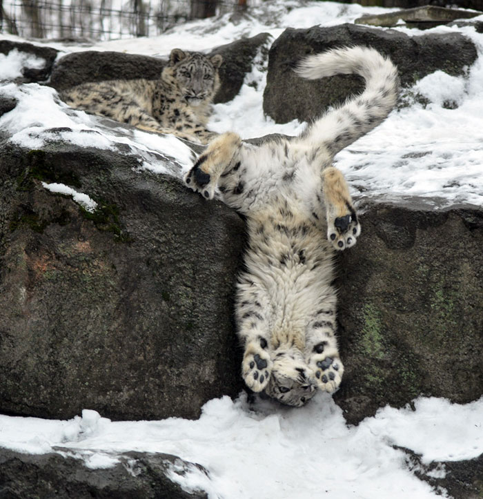 snow-leopards-no-longer-endangered-101-59bf6c5693acf__700