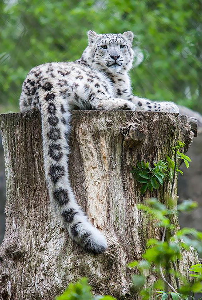 snow-leopards-no-longer-endangered-103-59bf75b40bf83__700