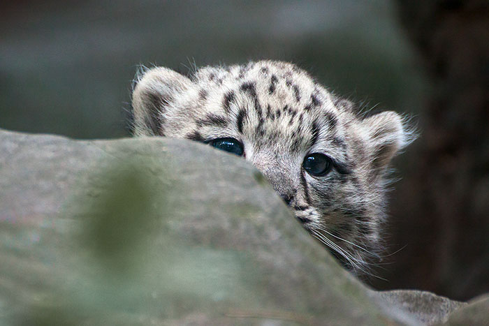 snow-leopards-no-longer-endangered-113-59bf8bbe8659a__700