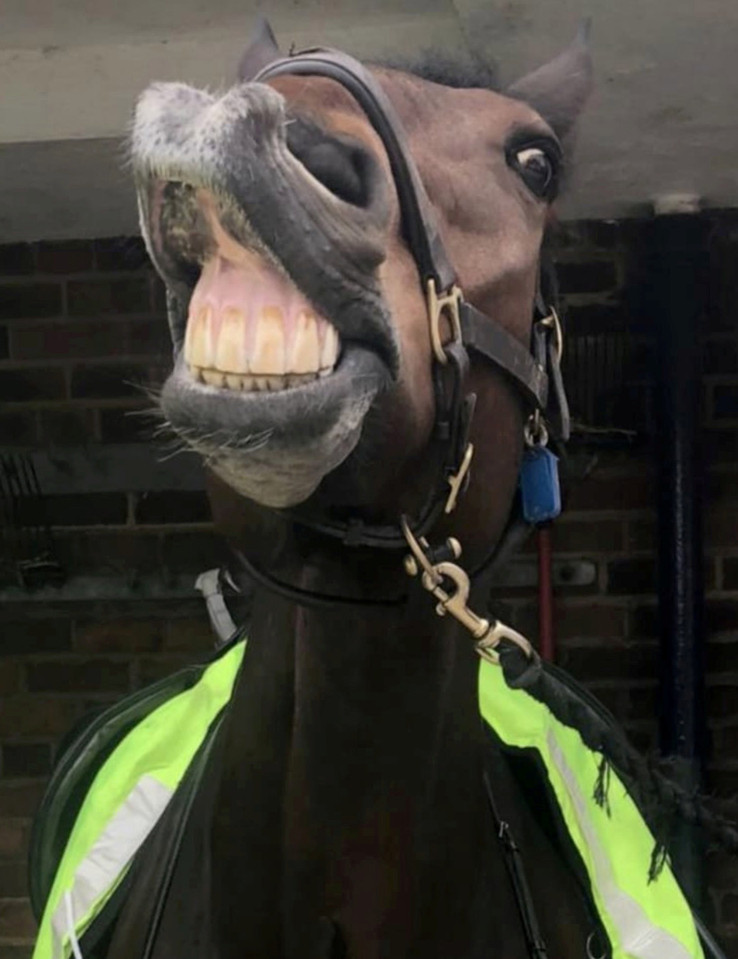 tea-biscuit-horse-66