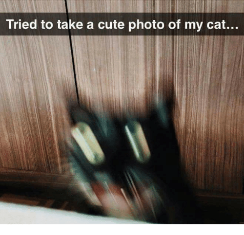 tried-to-take-a-cute-photo-of-my-cat-4751238
