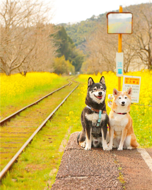 いすみ鉄道