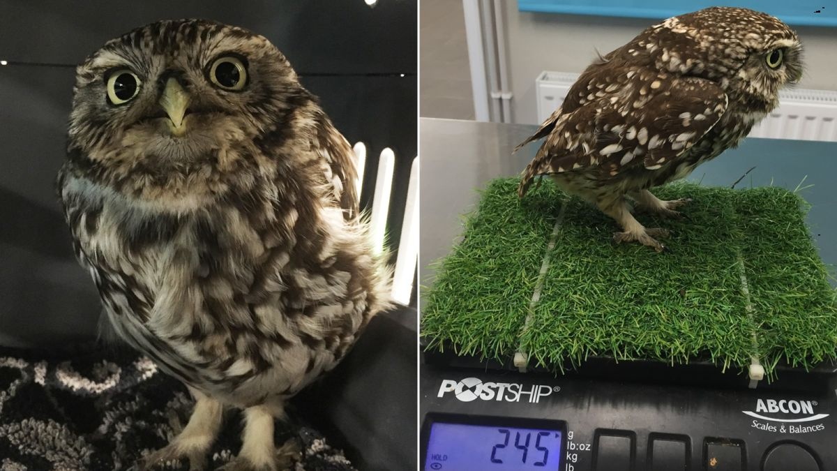 https___cdn.cnn.com_cnnnext_dam_assets_200129102116-fat-owl-rescued-scli-intl-gbr.jpg