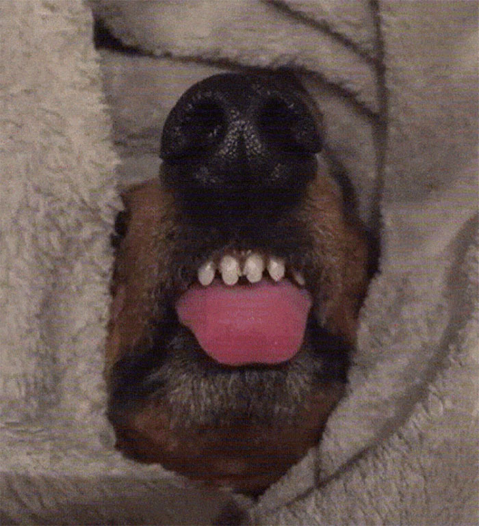 funny-dog-teeth-toofers-13-5e255dc200a93__700