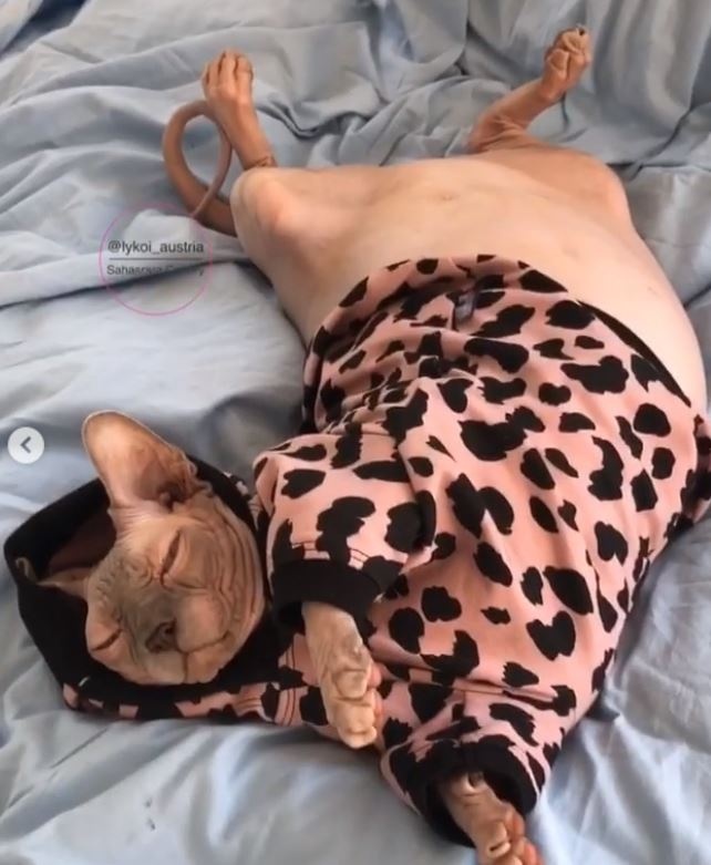 猪猪1.JPG