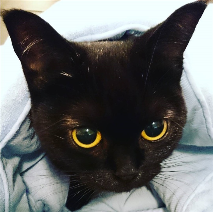 tatara.cat_13473366_1042432492499699_70215354_n.jpg