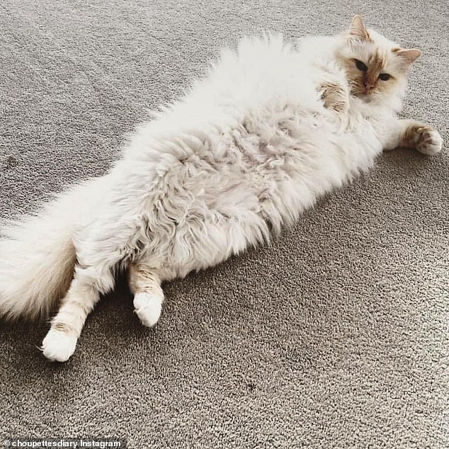 24185992-7957035-image-a-84_1580607505050