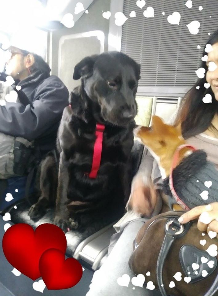 30171363_774425932763160_2837246043850053563_o