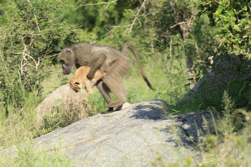 Baboon-steals-lion-cub-and-recreates-iconic-The-Lion-King-scene-5e3a1f395af81__880
