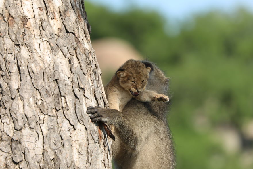 Baboon-steals-lion-cub-and-recreates-iconic-The-Lion-King-scene-5e3a1f5b0e7ba__880