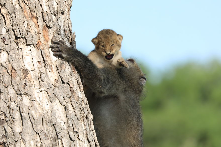 Baboon-steals-lion-cub-and-recreates-iconic-The-Lion-King-scene-5e3a1f6da9314__880