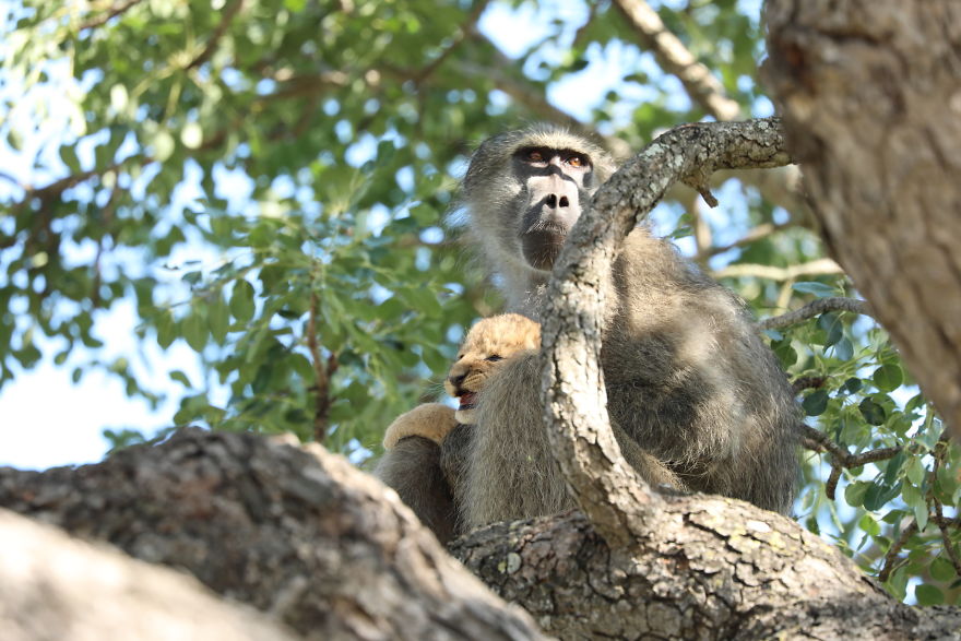 Baboon-steals-lion-cub-and-recreates-iconic-The-Lion-King-scene-5e3a1fa3e7401__880