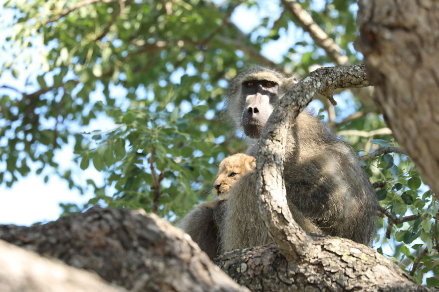 Baboon-steals-lion-cub-and-recreates-iconic-The-Lion-King-scene-5e3a1fb66ddad__880