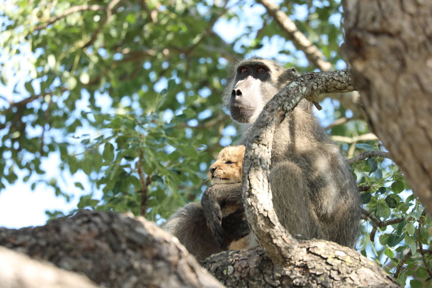 Baboon-steals-lion-cub-and-recreates-iconic-The-Lion-King-scene-5e3a1fc8bbf47__880
