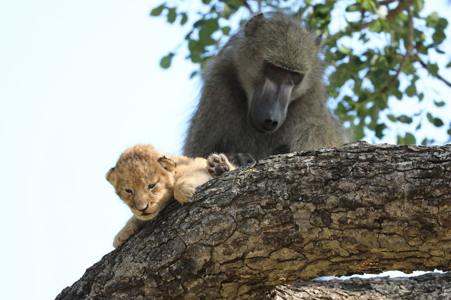 Baboon-steals-lion-cub-and-recreates-iconic-The-Lion-King-scene-5e3a2000ec4bc__880