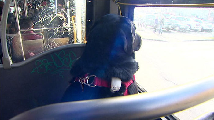dog-rides-bus-seattle-eclipse-5948d57d296ed__700