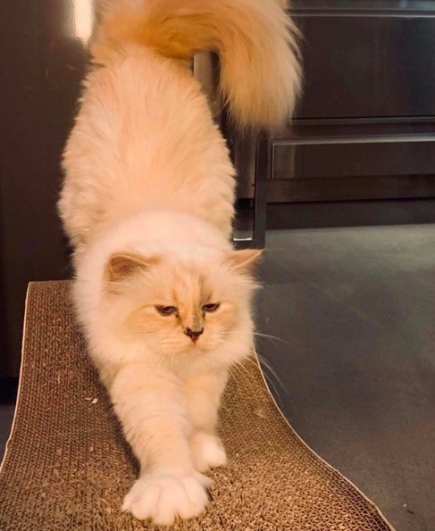 屏幕快照 2020-02-03 下午5.39.48