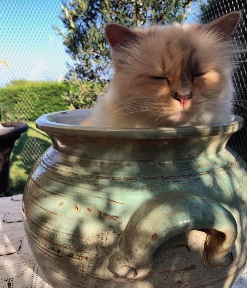 屏幕快照 2020-02-03 下午5.47.16