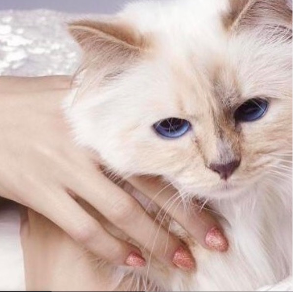 屏幕快照 2020-02-03 下午5.48.36