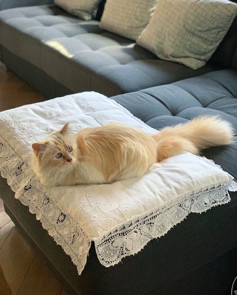 屏幕快照 2020-02-03 下午5.55.43