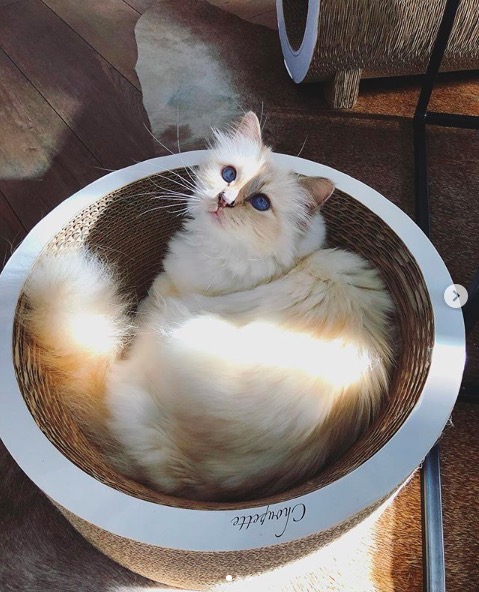 屏幕快照 2020-02-03 下午5.56.15