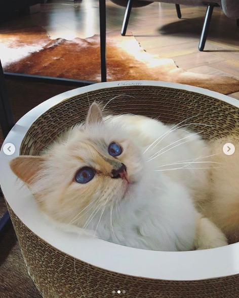 屏幕快照 2020-02-03 下午5.56.22