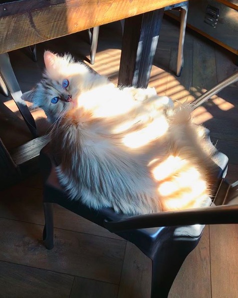 屏幕快照 2020-02-03 下午5.56.32